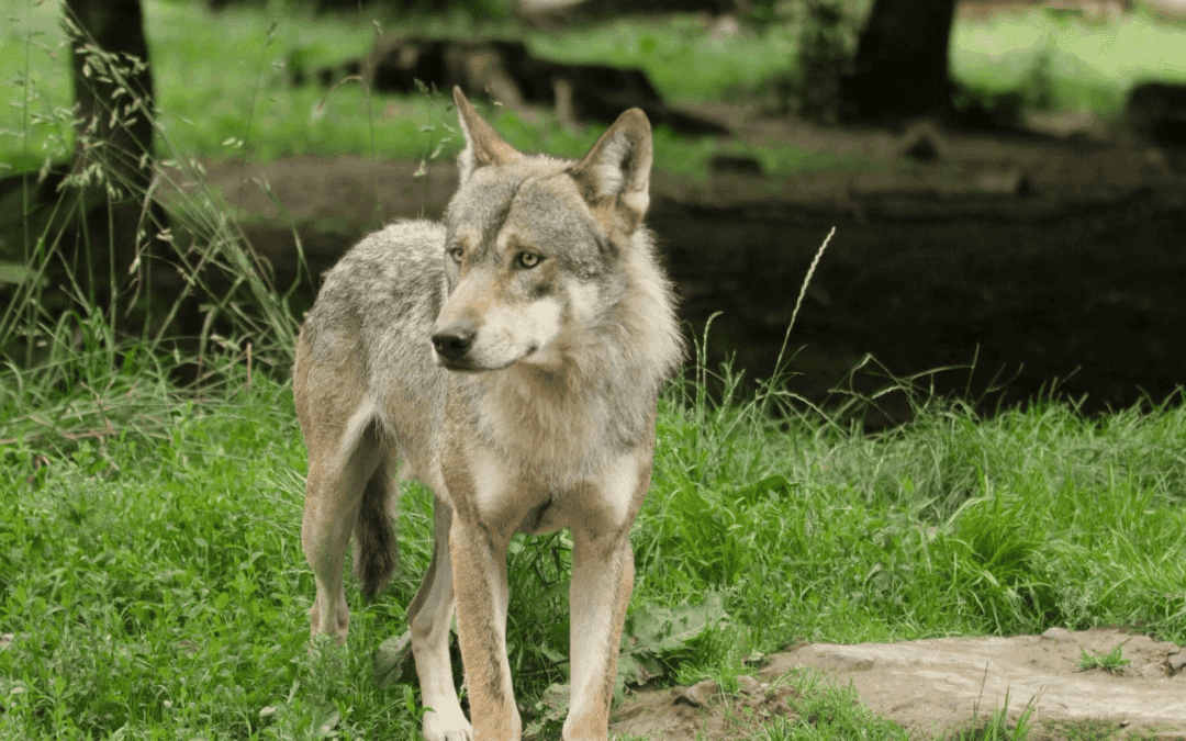Ein Wolf im Schafspelz – Thüringen hat ein Problem. Das BSW muss es lösen.